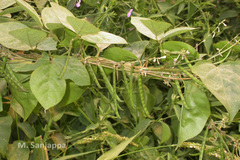Teramnus labialis